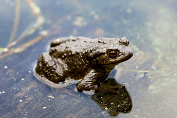 frog in the water