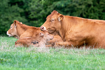 Cow and calf, closed eyes, Limousin in a field