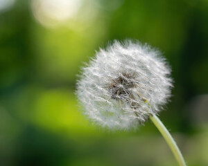Dandelions on a blurred background