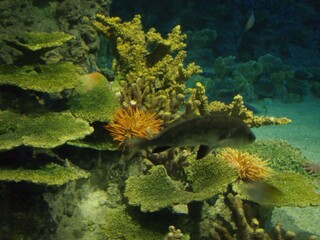 coral reef in aquarium