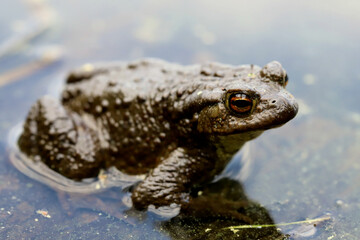 frog in the water