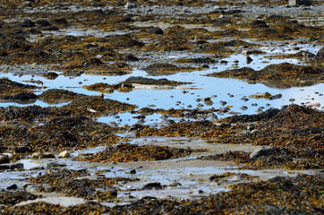 brown sea weed on summer shore at low tide