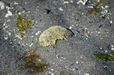 green sea urchin housing