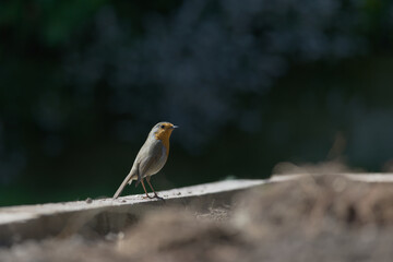 Side profile as a red breast robin stands on wooden border. Catch light sparkles in the beady birds eye.