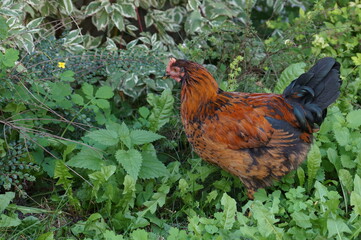 beautiful motley chiken walks among plants and medicinal herbs in a rustic garden looking for food