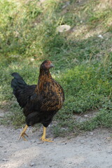 beautiful motley chiken  walks along a dusty path in the countryside in summer day