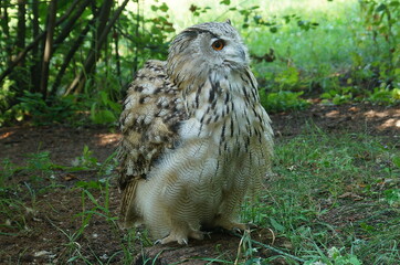 Big beautiful eagle-owl sits on the ground at the edge of the forest and turns its head