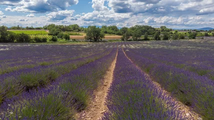 Fotobehang Lavendel Lavande  © Phil Explos