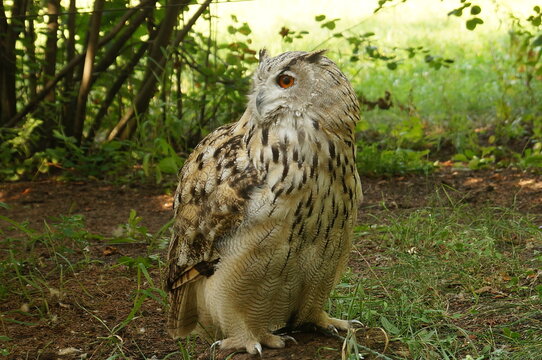Big beautiful eagle-owl sits on the ground at the edge of the forest and turns its head