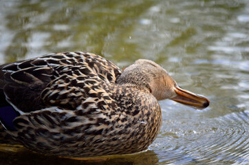 female mallard duck in summer pond close up