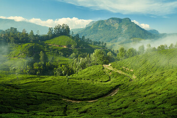 Tea plantation in Munnar, Kerala, India