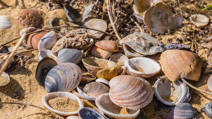 Open shells of mussels lie on the sand with twigs