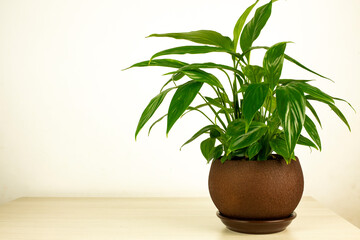 Green plant in a brown pot against the background of a light interior.