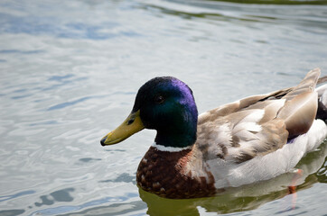 beautiful male mallard duck swimming in pond close up