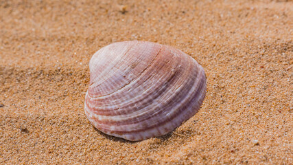 An open shell of a seashell lies on the sand