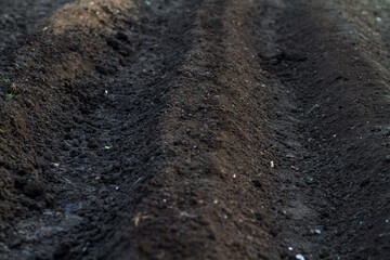Gardener prepare soil for planting vegetable or fruit at organic farm
