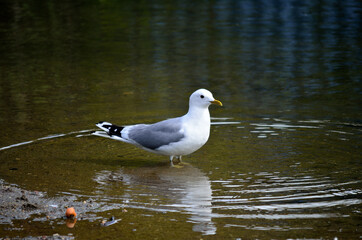 seagull standing in water