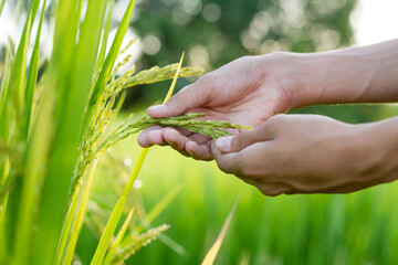 Expert hand of asian farmer checking rice ears at organic farm with green nature background