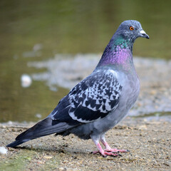 colourful pidgeon on pond shore close up