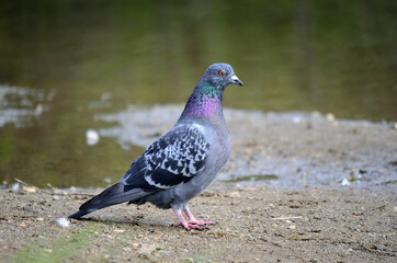 colourful pidgeon on pond shore close up