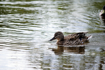 female duck in pond