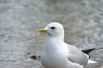 seagull close up in summer