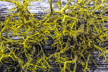 Wolf lichen (Letharia vulpina)