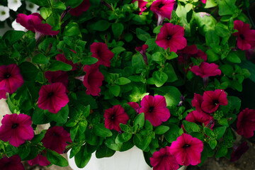 Colorful and bright blooming Petunia flowers (Petunia hybrida). Flowers for hanging planters. Garden flowers. Gardening. Beautiful flowers in summer. Floriculture