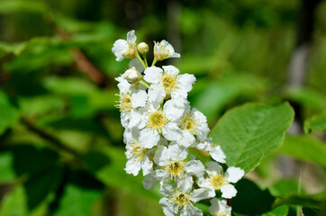 white blossoms on bird cherry tree in sunny summer forest