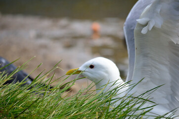 seagull ready for takeoff in summer