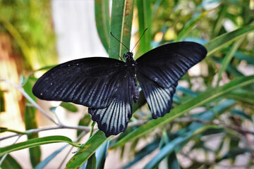 A black shiny tropical butterfly sits on the leaves, wings spread. Visible eyes, antennae, paw.