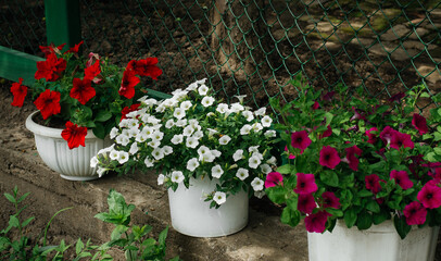 Colorful and bright blooming Petunia flowers (Petunia hybrida). Flowers for hanging planters. Garden flowers. Gardening. Beautiful flowers in summer. Floriculture