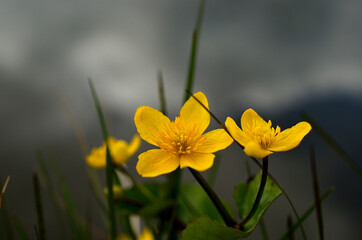 Obraz premium beautiful buttercup flower in summer wilderness