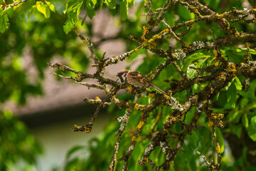 Close up view of sparrow sitting on a branch