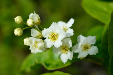 white blossoms on bird cherry tree in sunny summer forest