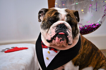 Buldogue inglês de lingua de fora e smoking