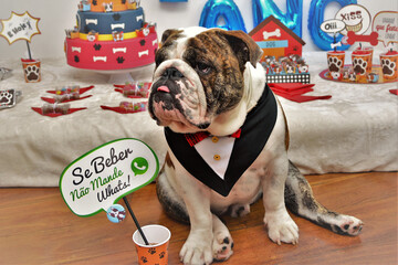 Buldogue inglês de smoking com a placa escrita :