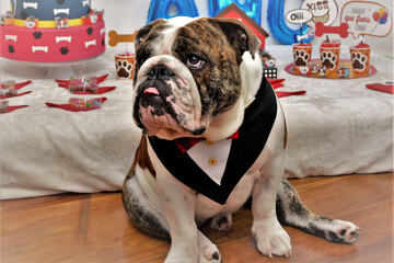 Buldogue de smoking sentado na festa canina 