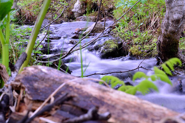 mountain creek in summer lush green nature