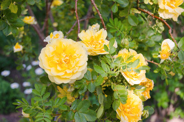 Roses in the summer. Bush roses. Beautiful bush of yellow, red, pink roses in a spring garden. The garden of roses. Close-up and background of weaving roses.