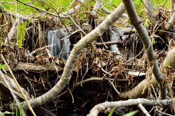 forest waterfall in summer with natural made dam