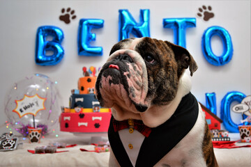Buldogue inglês com a ponta de língua para fora de smoking
