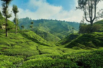Fototapeta na wymiar Tea plantation in Munnar, Kerala, India