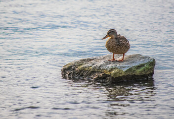 Wild ducks in the river
