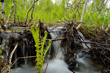 serene mountain stream in lush green nature