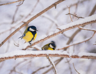 Naklejka premium Titmouse on a snowy winter day