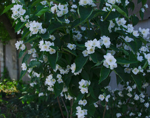 Jasmine flowers in the foreground. Spring-summer landscape with delicate jasmine flowers. Close-up on the side. Jasmine bush near the house in the summer.