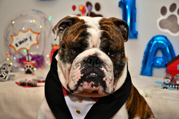 Belo e galante buldogue inglês em smoking para festa canina
