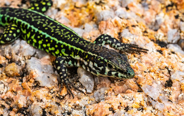 Close Up Detail of a Tyrrhenian Wall Lizard (Podarcis tiliguerta) Basking on a Granite Rock, Baia Sardinia, Sardinia, Italy.