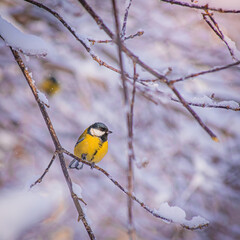 Titmouse on a snowy winter day